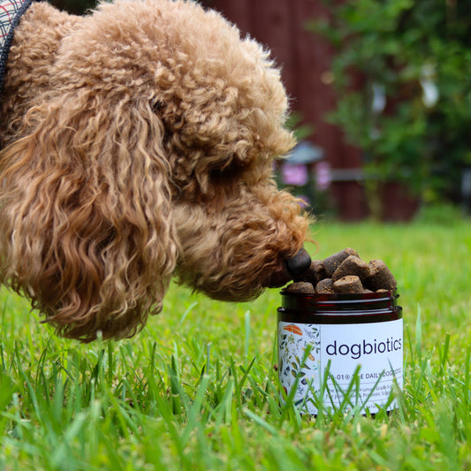 DA-01 Daily Dogbiotic Softchew